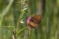 Papillon_Melitee des centaurees